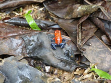 Grenouille blue jean - Costa Rica